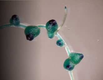 GUS-stained root nodules