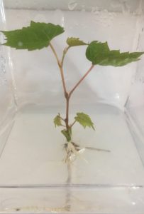 Mycorrhized seedling